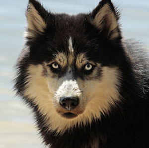 Meet your Posher, Layla